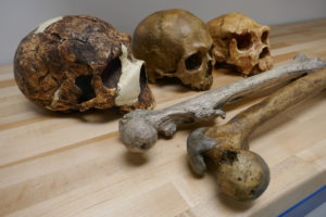 Casts of fossils illustrating brain and body size variation within the past one million years, including crania of Neandertals (Amud), Homo sapiens (Cro-Magnon) and middle Pleistocene Homo (Atapuerca 5), as well as femora of Mid-Pleistocene Homo (Trinil) and a Neandertal (La Ferassie) Photo by Jay Stock