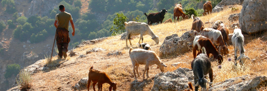 Goat herder from Wadi Rayyan, northern Jordan. Photo credit:  L. Maher